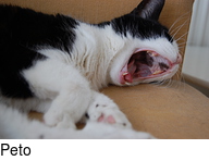 Peto