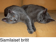 Siamilaiset britit