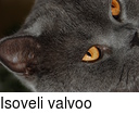 Isoveli valvoo