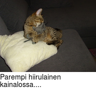 Parempi hiirulainen kainalossa....