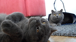 Tarjolla on myös pussituspalvelua.