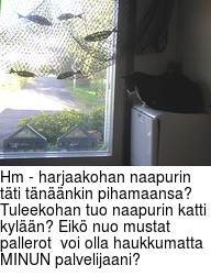 Hm - harjaakohan naapurin tti tnnkin pihamaansa? Tuleekohan tuo naapurin katti kyln? Eik nuo mustat pallerot  voi olla haukkumatta MINUN palvelijaani?