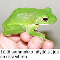 Tältä sammakko näyttäisi, jos se olisi vihreä.