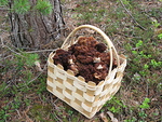 Korvasieniä löytyy, kun tietää mistä etsiä!