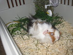 Hipsu the guinea pig