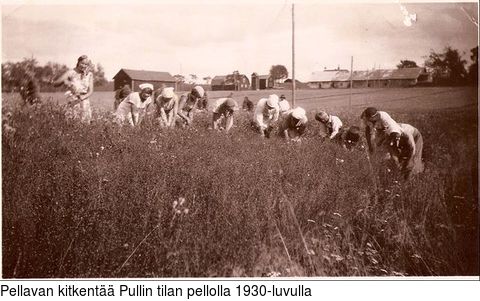Pellavan kitkent Pullin tilan pellolla 1930-luvulla