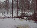 Taimikon reunassa,parempaa syömistä ,haapoja,nam