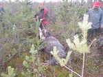 Senkin taimikon tuhooja,tulit ties päähän
