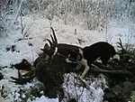 Koira l�ysi hirven