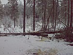 Taimikon reunassa,parempaa sy�mist� ,haapoja,nam
