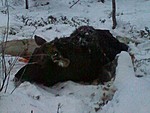 Saman n�k�nen ku suomalainen vasa