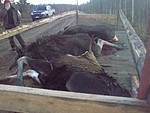 Voi taivahan talikynttil�t,se on ilta pitk�ll� ennen kuin nylykyhallilta kotio selevet��n,lappu on taas p�yv�ll�:potut uunissa,liha s�ngyss�