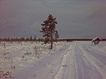 Kauriin ruokintapaikalle tie auki